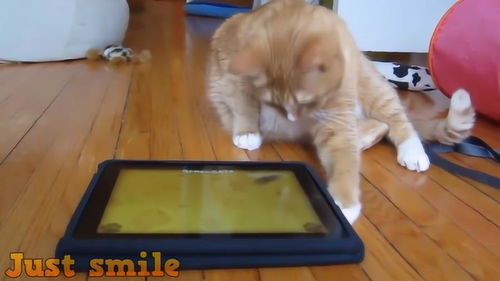 小猫咪玩平板电脑,就当做是抓老鼠练习了,好有趣啊 