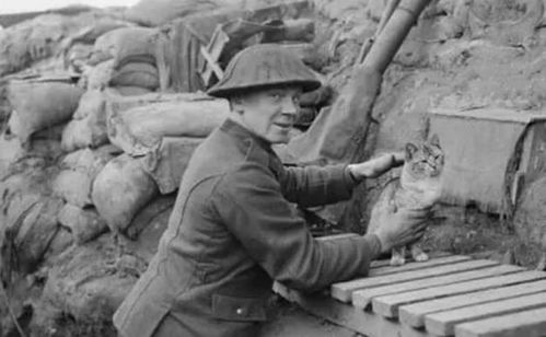 一战时期,为何军队上万人养猫 专家 它比 思想辅导 都要有效
