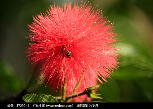 红绒花蜜蜂高清图片下载 红动网 