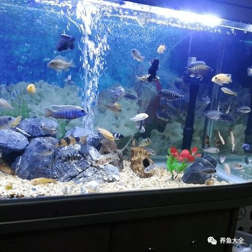 新水族箱的水质平衡怎么保持 几个小方法