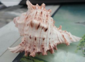 这种贝壳学名叫什么 