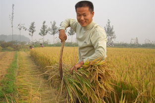 又是一年水稻收割季