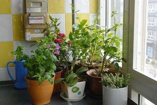阳台养花的温度在多少度和适