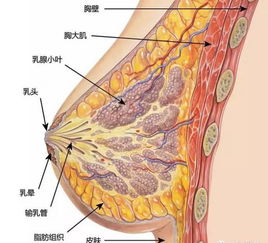 女人的胸型究竟该怎么练