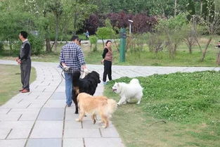 广州狗主注意 史上最严养犬整治开始