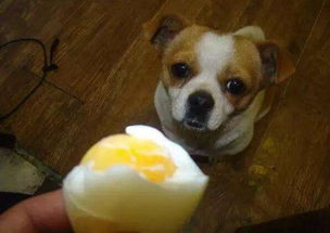 狗狗吃鸡蛋也有讲究,吃好了是 补品 ,吃不好就是 毒品 了