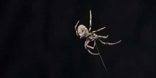 研究发现蜘蛛通过将网作为巨大音频阵列的方式来扩展听力