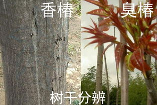 香椿种子如何种,香椿头树怎么种植？