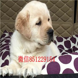 南京哪里有双血统拉布拉多犬 包纯种健康 签协议包养