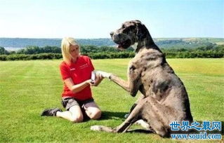 世界上最高的狗,身高一米多获吉尼斯纪录 