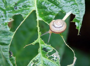 对于蜗牛的天敌,我们应该如何进行消灭,不用农药如何防治青菜上的蜗牛