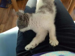 蓝白猫是英短吗,我们家的猫大概三个月了,可以卖多少钱 