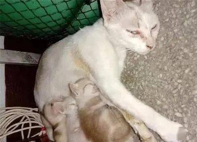 流浪猫妈为了小猫能活下去,主动把小猫送给人类,自己悄然离开
