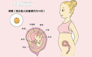 孕期不同饮食不同,孕妈这样吃宝宝出生后更聪明 