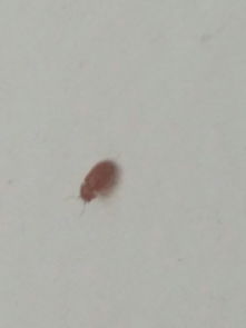 家里忽然出現了這種紅色的小蟲子 還會飛