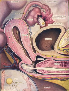 成熟女性阴道高清生理结构(全图解)