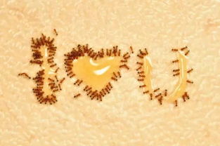 蚂蚁为什么特别喜欢吃甜的东西(蚂蚁为什么那么喜欢吃甜食)