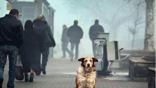 德国用法律来保护宠物让城市没有流浪狗,而日本却用残忍的手段
