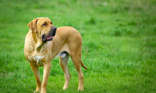 这十种狗狗家庭最好不要养 十大猛犬排行榜