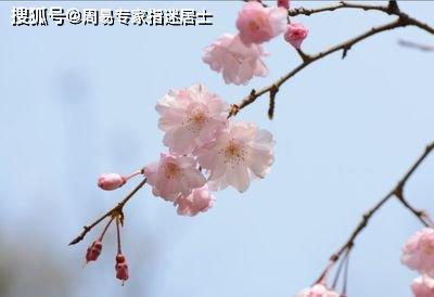 指迷居士生肖属兔人阳历运气算命 2023年阳历2月12日运气预测