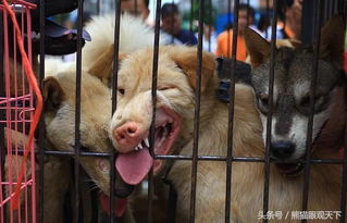 今日夏至,广西玉林狗肉节如期举办 谁赞成,谁反对 外国记者的拍摄纪实