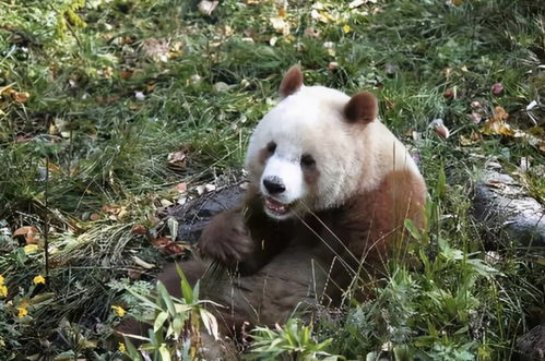 明明是肉食动物,大熊猫为什么会变成了素食主义者