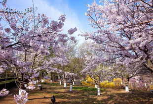 中国8个最佳赏樱花旅游目的地,你去过几个,你觉得哪个最不值得去