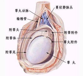 睾丸胀痛该怎么治疗好