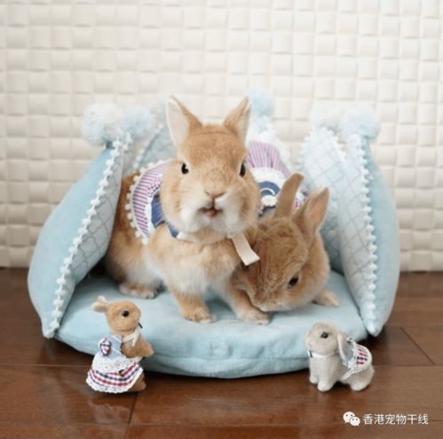 兔子的友谊(兔子的友谊读后感)