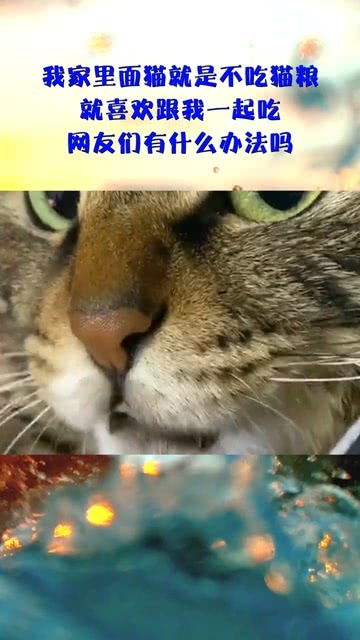 我家里面猫就是不吃猫粮,就喜欢跟我一起吃,网友们有什么办法吗 