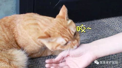 猫为什么总是喜欢咬人的手 铲屎官亲自送上的手,不咬白不咬