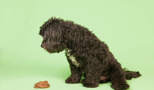 兽医说 如何治疗狗的腹泻腹泻的狗怎么喂食 幼犬腹泻怎么办