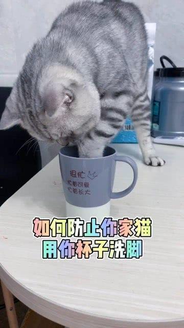 养猫小知识 如何防止你家猫用你的杯子洗脚 