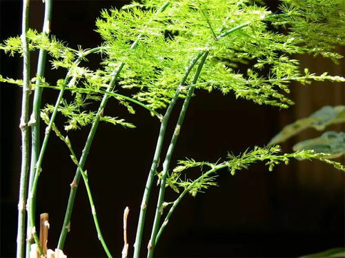 文竹，有大的有小的，大的叫铁杆文竹，小的我就不知道了。我买了两种，种在相同的花盆里。结果，本对大的？