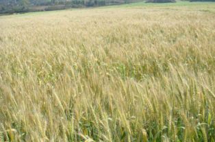 小麦一般几月份收割 河南秋收一般是几月