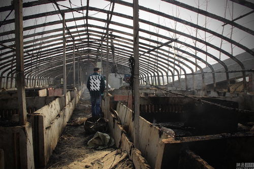 安徽村民放烟花点燃猪棚 300头猪被烧死 