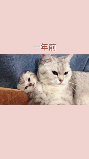 小奶猫长太快啦 