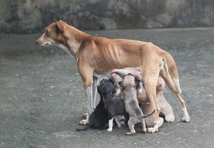 忠诚犬伴，狗狗的感人故事，狗狗的感人故事及