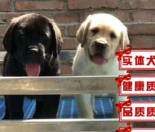 图 高品质拉布拉多,北京人开的狗场,质保一年,当场体检 北京宠物狗 