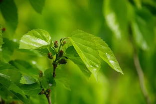 有人专门到斗门农村采摘桑叶当菜吃,好吃吗 有啥好处 