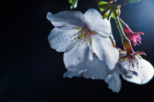 4月锋芒毕露,咸鱼翻身的几星座,日子顺利人生喜迎上上签