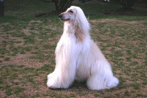 唯一能进五星级酒店的贵妇犬, 拥有一头长发, 多国却禁止饲养