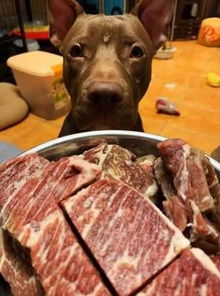 狗子60天没吃牛肉,当它看到肉时,笑容特别浮夸 我久违的大餐啊