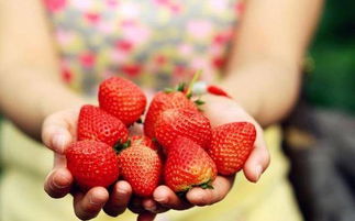 8月份有没有草莓 八月份草莓能吃吗