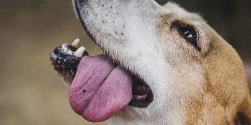 狗狗吐舌头有6个 大作用 ,看看你能知道几个