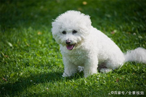 饲养比熊犬的6个错误行为,还有不少人会犯