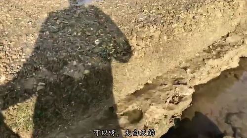 大石头下面发现 未知鱼类 你见过这种吗 