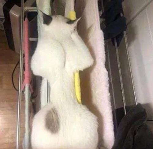 网友说她家猫趴在毛巾架上睡觉很搞笑,侧面看没什么,正面一看就...