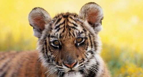 2002年,2只华南虎被送往非洲驯化,现在呢