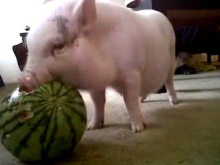 夏季西瓜喂猪的4个好处,不过还有一点要注意